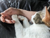 飼い主さんと手をつないでくつろぐ三美ちゃん（画像提供：三美お嬢様はお猫様さん）