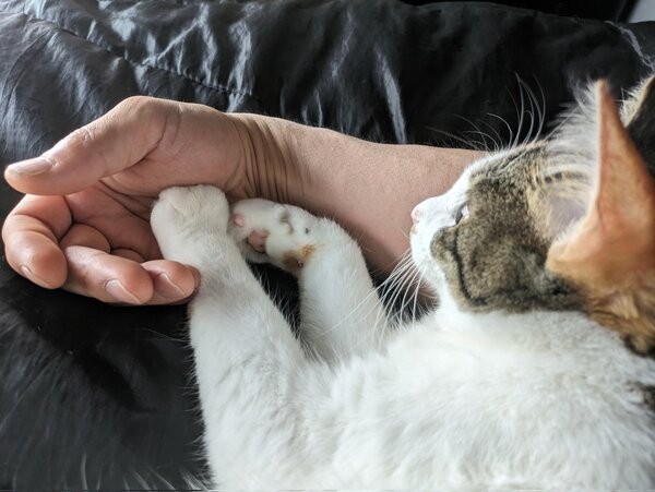 周囲の猫たちは気にしない ケージの上を悠然と歩く保護猫に一目