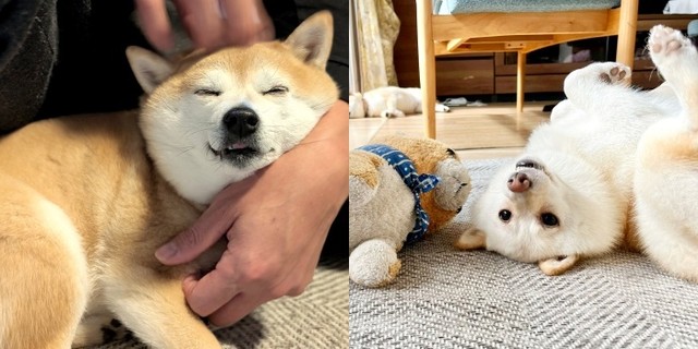 飼い主さんに甘えるくるみちゃん（左）と、ゴロンとヘソ天する餅子ちゃん（右）（画像提供：KURUMILK.SHIBAINUさん）