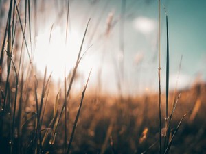 1人風呂場で涙した。本当は私も友達みたいにお母さんと話したかった