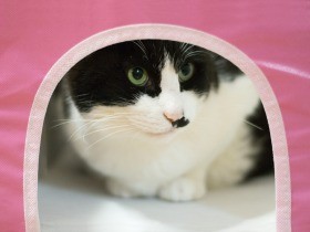 この白い粒が元野良猫「ぽんた」の寿命を左右する　責任と希望と（25）