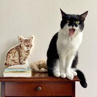 朝、元気いっぱいの千葉ちゃん