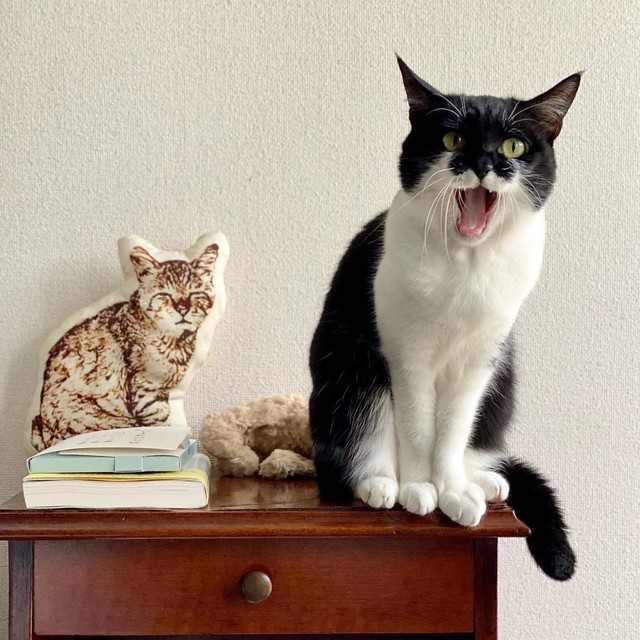 朝、元気いっぱいの千葉ちゃん