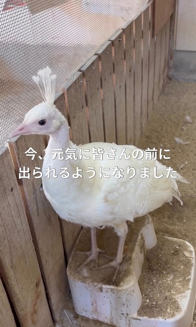 元気な姿をお披露目できるよう／長崎県川棚町公式アカウント（@kawatana_official）提供