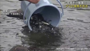 ７月１日のアユ釣り解禁を前に稚魚を放流　宮城・加美町の鳴瀬川
