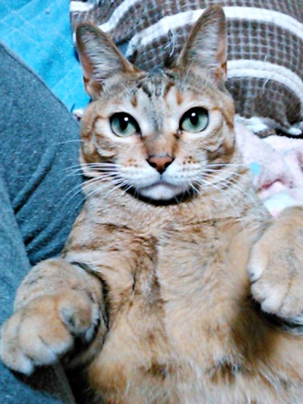 抱っこでうっとり♡ 甘えん坊の彩月ちゃん（画像提供：彩月＆萌花にゃんさん）