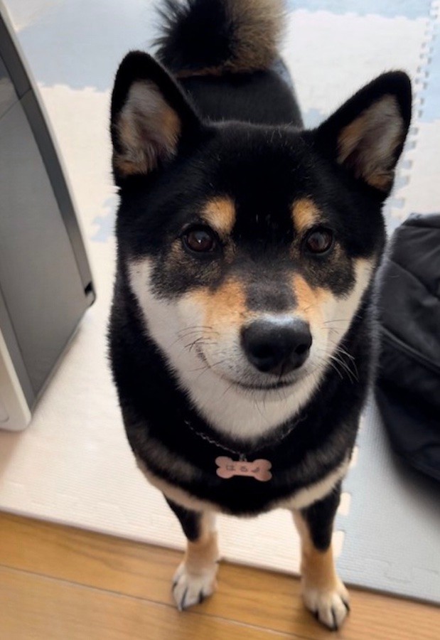 敷居を踏んだ際、静電気が来たことを今でも覚えていて、「ソロ〜リ」としていた黒柴、はるくん（画像提供：黒柴はるママさん @51316Mika）