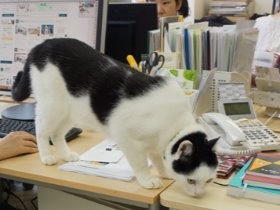 猫連れ通勤可、事務所を猫が闊歩、猫手当も…　猫に超優しい会社