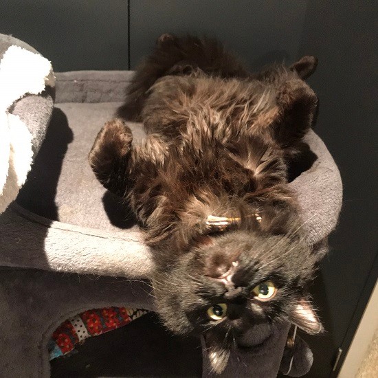 ３匹飼う黒猫の中で、半長毛ミュラーちゃんは、しょっちゅうこんな感じだそう。ベッドからはみでてます！（典佳さん提供）