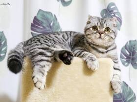 何度落ちても幸せそう　MIX猫「みかんちゃん」はキャットタワーの上が好き