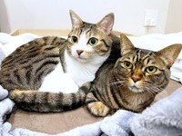 まったりモードの南南くん（左）と真良くん（右）（画像提供：まよなんさん）