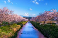 山県市の春の名物。鳥羽川の桜並木