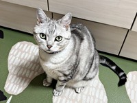 凛々しい顔つきが素敵なサスケくん（画像提供：みふゆ（三冬）さん）