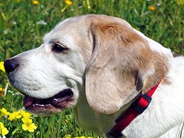 老犬の基礎知識　 人間と同じ、「老化」のサイン見逃さないで