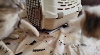 わらびパパから猫パンチを喰らい、驚いて飛び上がりブレるよもぎちゃん（動画からキャプチャー／提供：わらよも！アメショわらび&スコよもぎ さん）