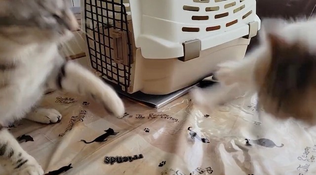 わらびパパから猫パンチを喰らい、驚いて飛び上がりブレるよもぎちゃん（動画からキャプチャー／提供：わらよも！アメショわらび&スコよもぎ さん）