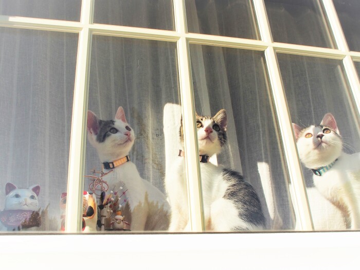 猫を病気でなくした家族のもとにやってきた、３匹の天使のような猫。落ち込んでいたママの顔に再び笑みが浮かんだ（佐竹茉莉子撮影、「猫との約束」より）