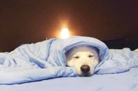 撮影後、気持ち良さそうに眠った楽くん（画像提供：くーさんママさん @kukuri_shibainu）