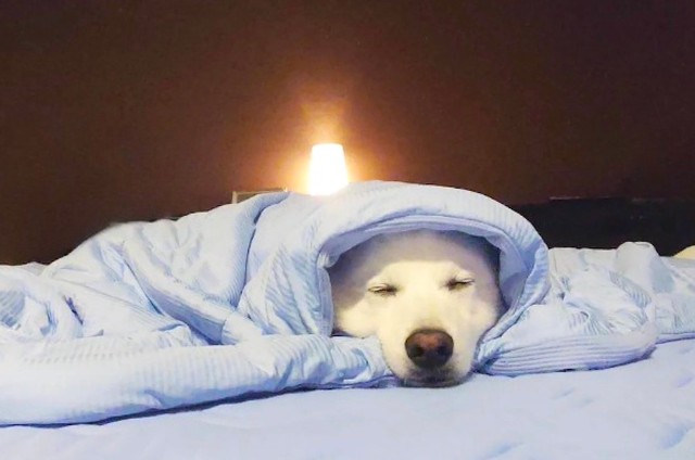 撮影後、気持ち良さそうに眠った楽くん（画像提供：くーさんママさん @kukuri_shibainu）