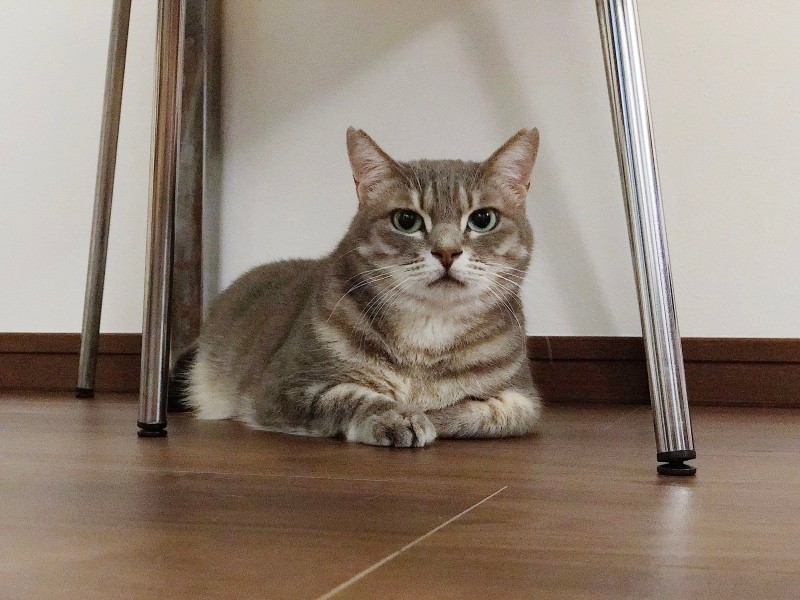 近づくと「全然痛くない」猫パンチを繰り出す（まりこさん提供）