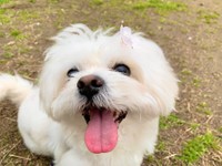 頭に桜の花びらが（画像提供：かわいいぬさん）