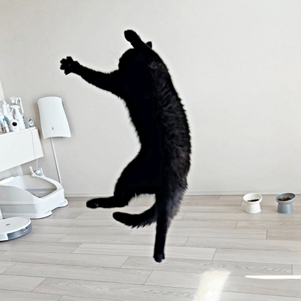 華麗にジャンプするかげちゃん（画像提供：こてつくんとかげつちゃん）