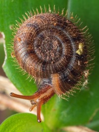 ナンヨウエンザガイ科の一種。珍しい毛むくじゃらのカタツムリだ（ニュージーランドの生き物屋さん提供）