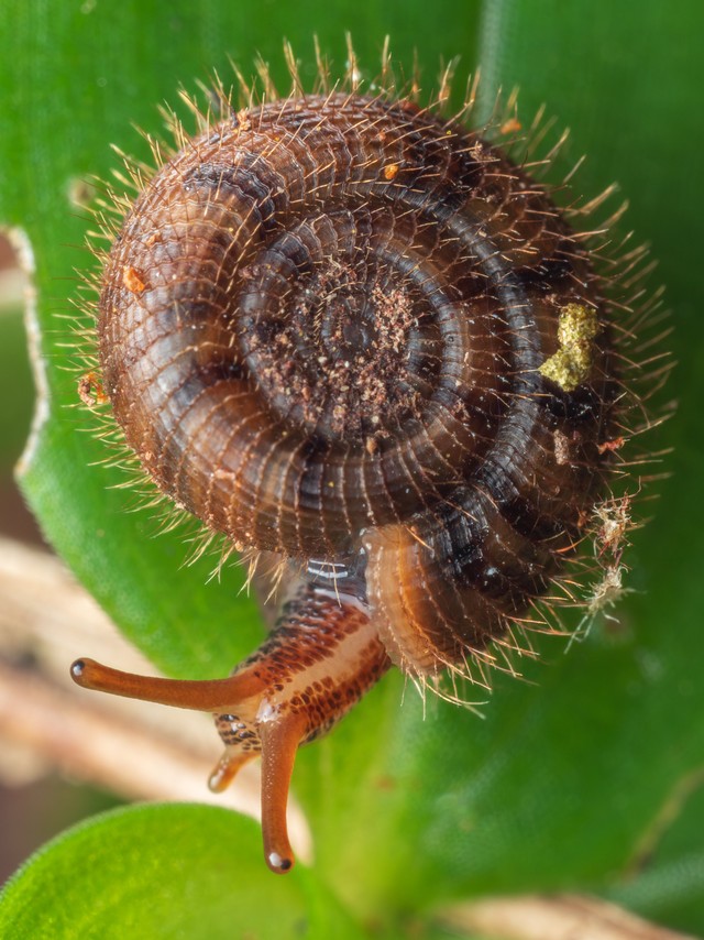 ナンヨウエンザガイ科の一種。珍しい毛むくじゃらのカタツムリだ（ニュージーランドの生き物屋さん提供）