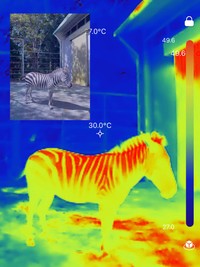 サーモカメラでもシマウマであることがはっきり分かります