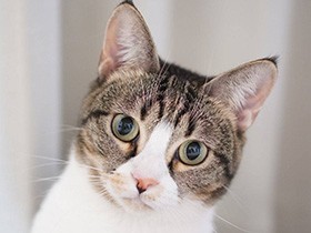 たくさんの偶然が重なって出会えたマンチカン「こゆき」　おかげで毎日楽しくて充実！