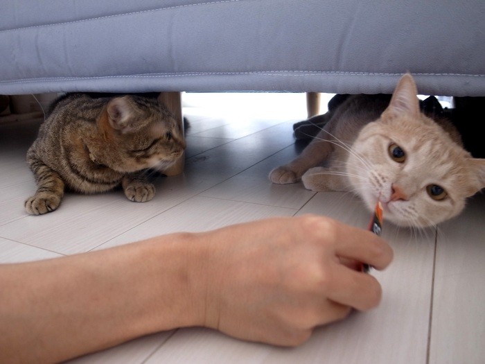 ベッドの下に隠れてみたけど、おやつの誘惑にはかなわない
