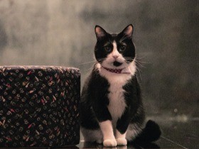 高速道路で保護された絵になる看板猫　学芸員「すずのすけ」