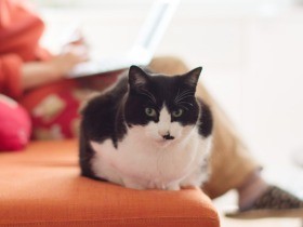 みんなに愛想がいい猫「ぽんた」　飼い主の胸の内はちょっと複雑（28）