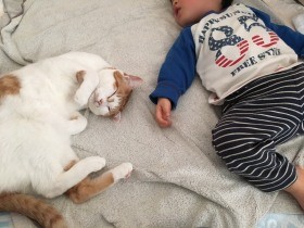 子育て中も「猫ファースト」　猫にストレスがないよう工夫したら赤ちゃんとの同居成功