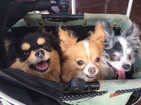 少女時代の幸せの記憶　愛犬と老犬ホームの犬たちに愛情を注ぐ