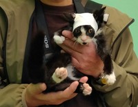 院内でアイドル的存在のウッキーくん。生来の人懐っこさが可愛がられる要因？（提供写真）