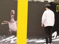 スタッフに歩み寄るドードー