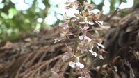 エビネ（ラン科）　小豆島町・中山地区
