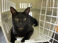 災害時に備え、キャリーやケージに慣れさせる（photoACより「くろえびす」さん撮影、イメージ画像）
