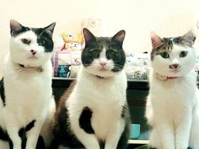 好きな編み物で犬や猫の保護活動を応援したい　手編みグッズの売り上げを寄付する女性