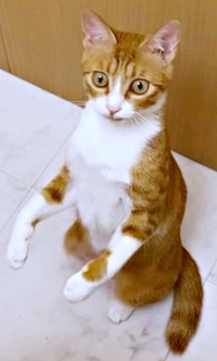 猫じゃらしを片付けられて驚くラテちゃん（画像提供：保護猫ラテちゃん）
