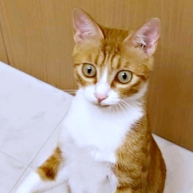 猫じゃらしを片付けられて驚くラテちゃん（画像提供：保護猫ラテちゃん）