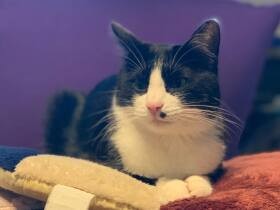 家族を癒やしやさしい気持ちにさせるスーパーヒーロー　MIX猫「Baby」