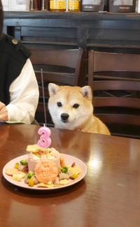 お誕生日をお祝いしてもらうモモちゃん（画像提供：豆柴モモさん）