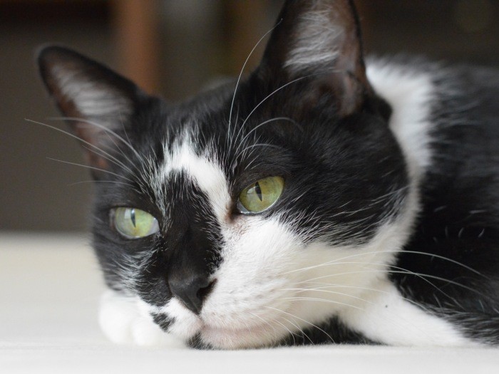 瞳には何が映ってるの？　新たな家族と楽しく長生きしてね。クロコの幸せをみんな願っている（宏美さん提供）