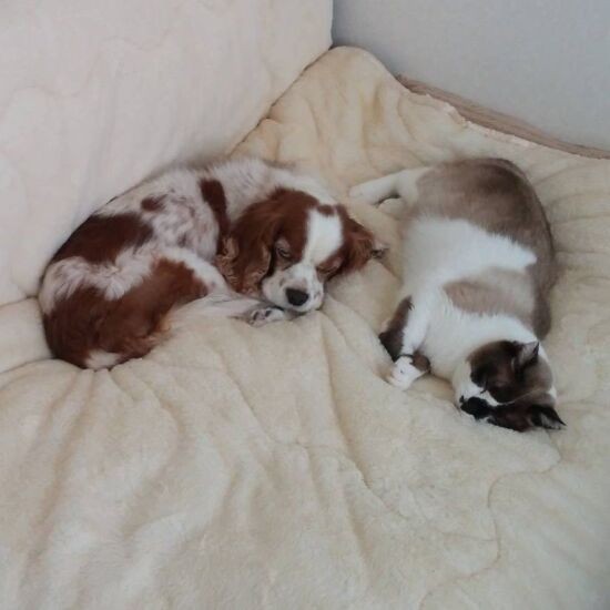 左は14歳で飼育放棄され、保護したセブン。亜妃さんはキャバリアをレスキューしている団体とつながり、たまに依頼を受けて北海道にいるキャバリアを保護して東京に送ったり、北海道で飼いたいという人がいたら家の確認にいくこともある（亜妃さん提供）