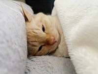 寝方が人間すぎる！？ お布団でうとうとするバムちゃん（画像提供：にゃんぺろ小僧さん）
