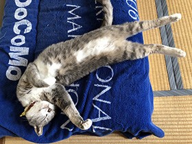 最初のころのビクビクがウソみたい！　ヘソ天MIX「ハンナ」　