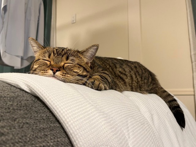 とろける寝顔＝もなさん（@monamofumofu）提供