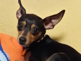 保護犬・ハンターとの出会い　「次は絶対に保護犬で」